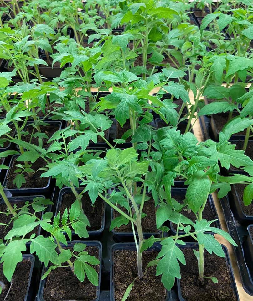 tomatenplantjes Chiro Sinaai